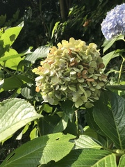 Hydrangea macrophylla