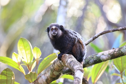 Wied's Black-tufted-ear Marmoset