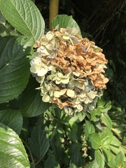 Hydrangea macrophylla