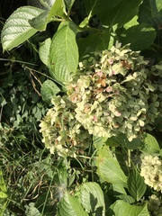 Hydrangea macrophylla