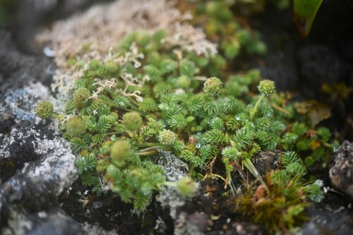 Acaena minor, photograph 4