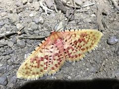 Aglaopus gemmulosa