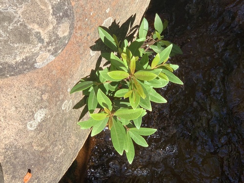Syzygium australe