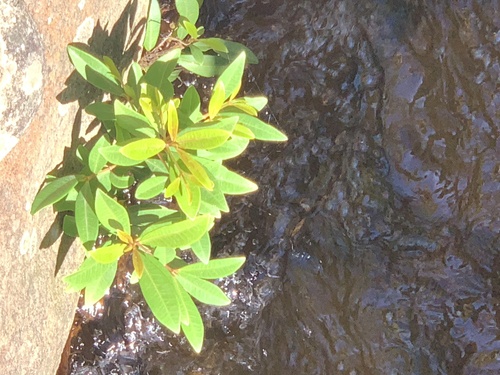 Syzygium australe