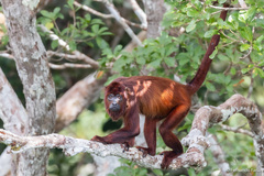 Guyanan Red Howler photo 1