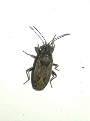 Peritrechus geniculatus