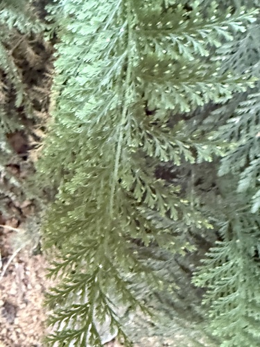 Trichomanes cupressoides observed 2025-03-10