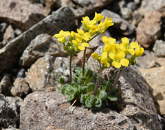 Draba asterophora