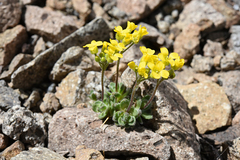 Draba asterophora