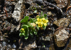 Draba asterophora