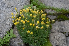 Draba asterophora