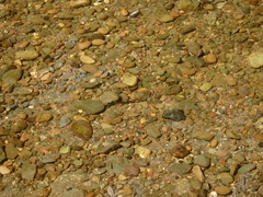 Gasterosteus aculeatus