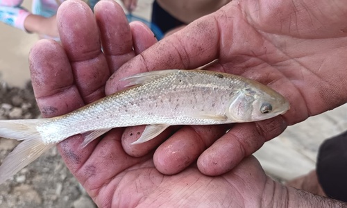 Moggel (Labeo umbratus) — Cyprinidae