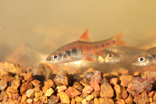 Jae barb (Enteromius jae) — Cyprinidae — 5