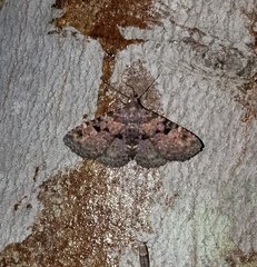 Metalectra quadrisignata