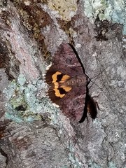 Catocala muliercula