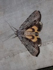 Catocala gracilis