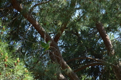 Myiopsitta monachus