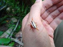 Gasteracantha versicolor