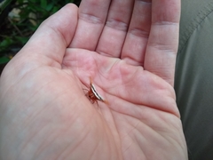 Gasteracantha versicolor