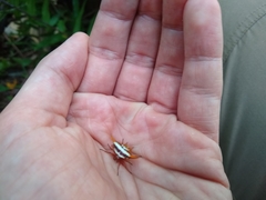Gasteracantha versicolor