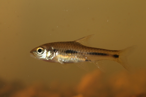 Enteromius kuiluensis