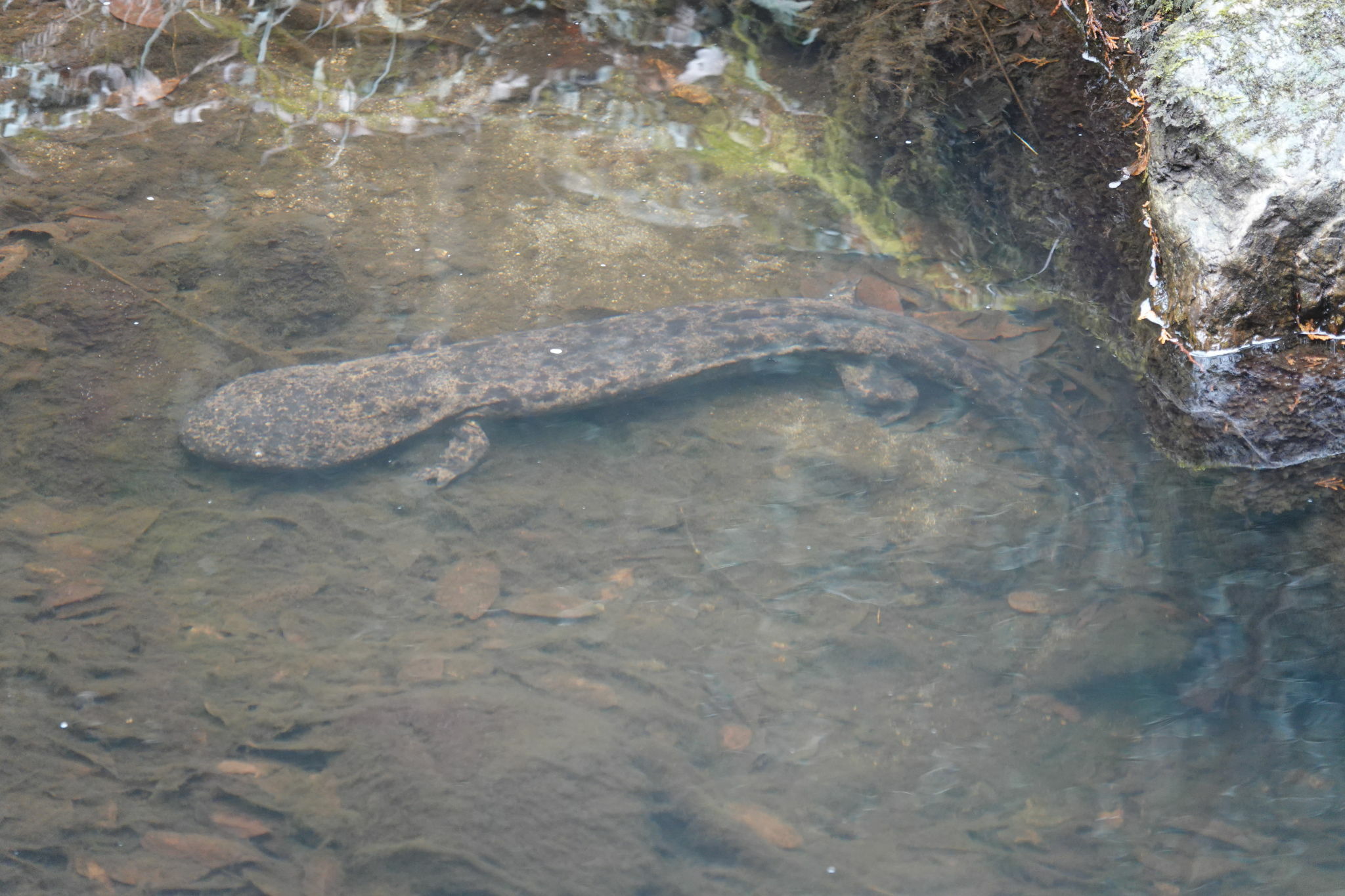 Andrias japonicus (Temminck, 1836)