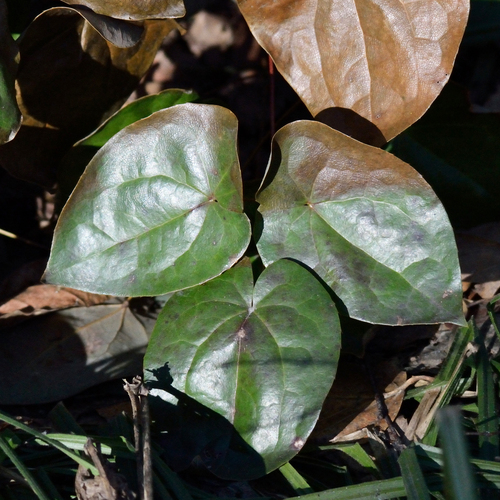 Наблюдение на iNaturalist