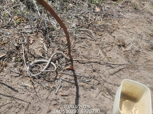 brown vine snake