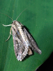 Spodoptera dolichos