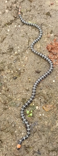 Redtail Coralsnake