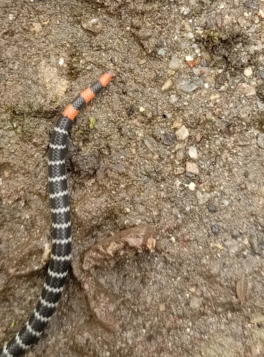 Redtail Coralsnake