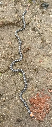 Redtail Coralsnake