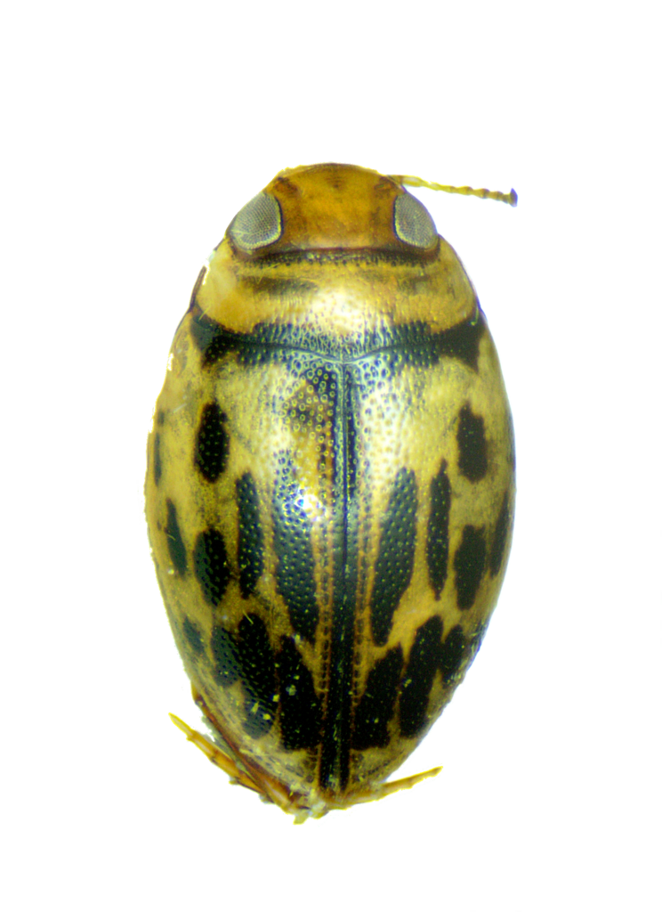 Hygrotus musicus