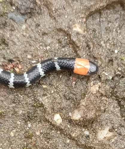 Redtail Coralsnake