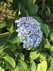 Hydrangea macrophylla