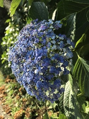 Hydrangea macrophylla