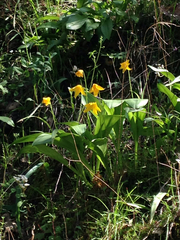 Erythronium tuolumnense