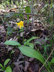 Erythronium tuolumnense