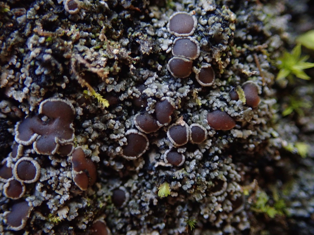 Fuscopannaria subimmixta
