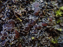 Fuscopannaria subimmixta