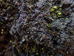 Fuscopannaria subimmixta