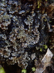 Fuscopannaria subimmixta
