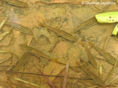 Rasbora dandia