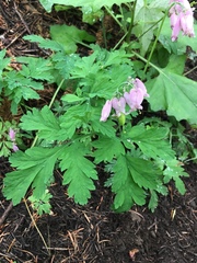 Dicentra formosa formosa