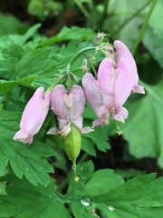 Dicentra formosa formosa