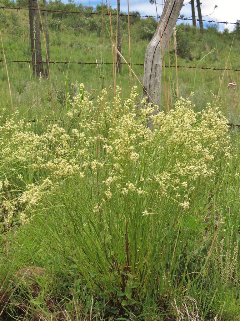 Carqueja