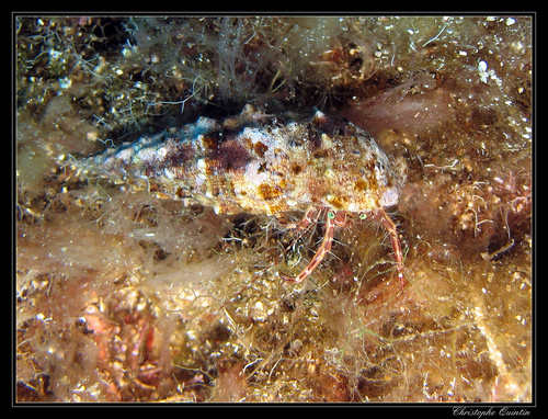 Striped Hermit Crab, photo 5 of 10