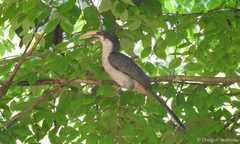 Ocyceros gingalensis