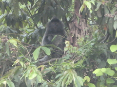 Trachypithecus cristatus